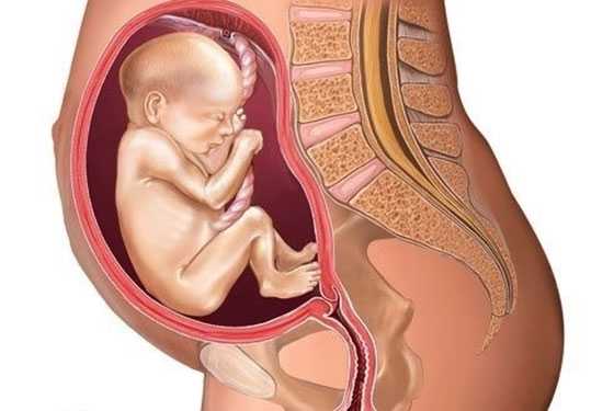 三代试管指标,怀孕1一9月胎位变化图 纯高清组图把我都看呆了